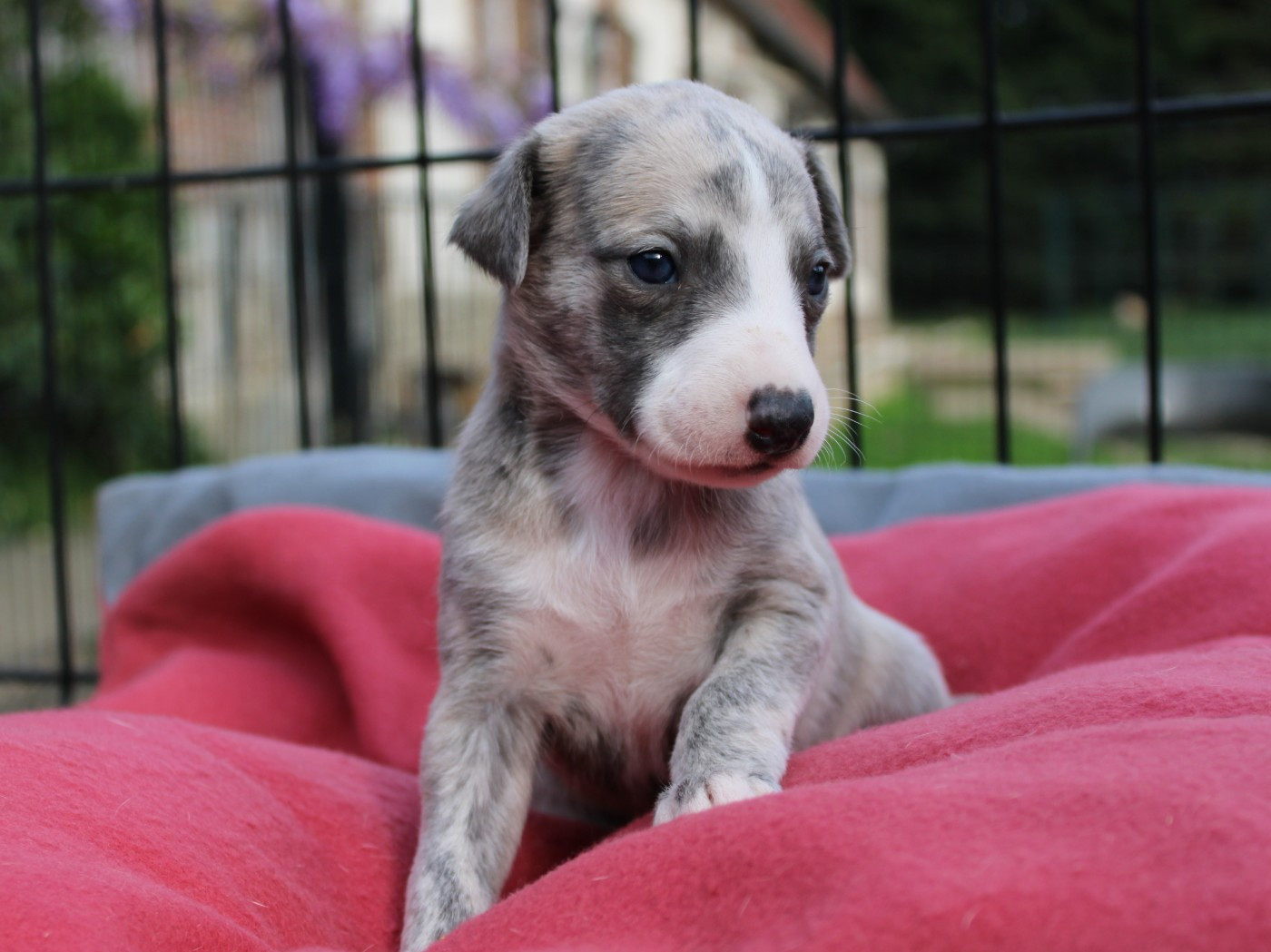 du clos d'Arlequin - Chiots disponibles - Whippet