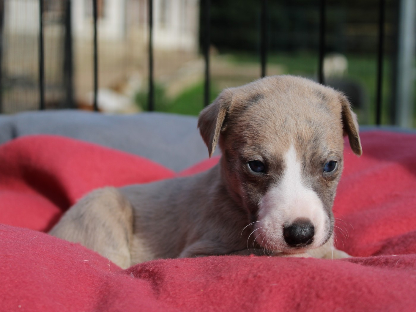 du clos d'Arlequin - Chiots disponibles - Whippet