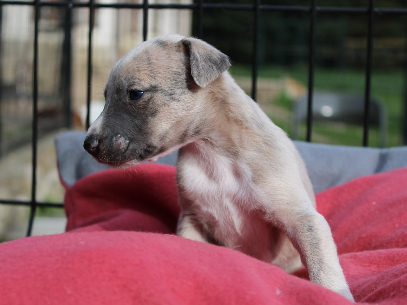du clos d'Arlequin - Chiots disponibles - Whippet
