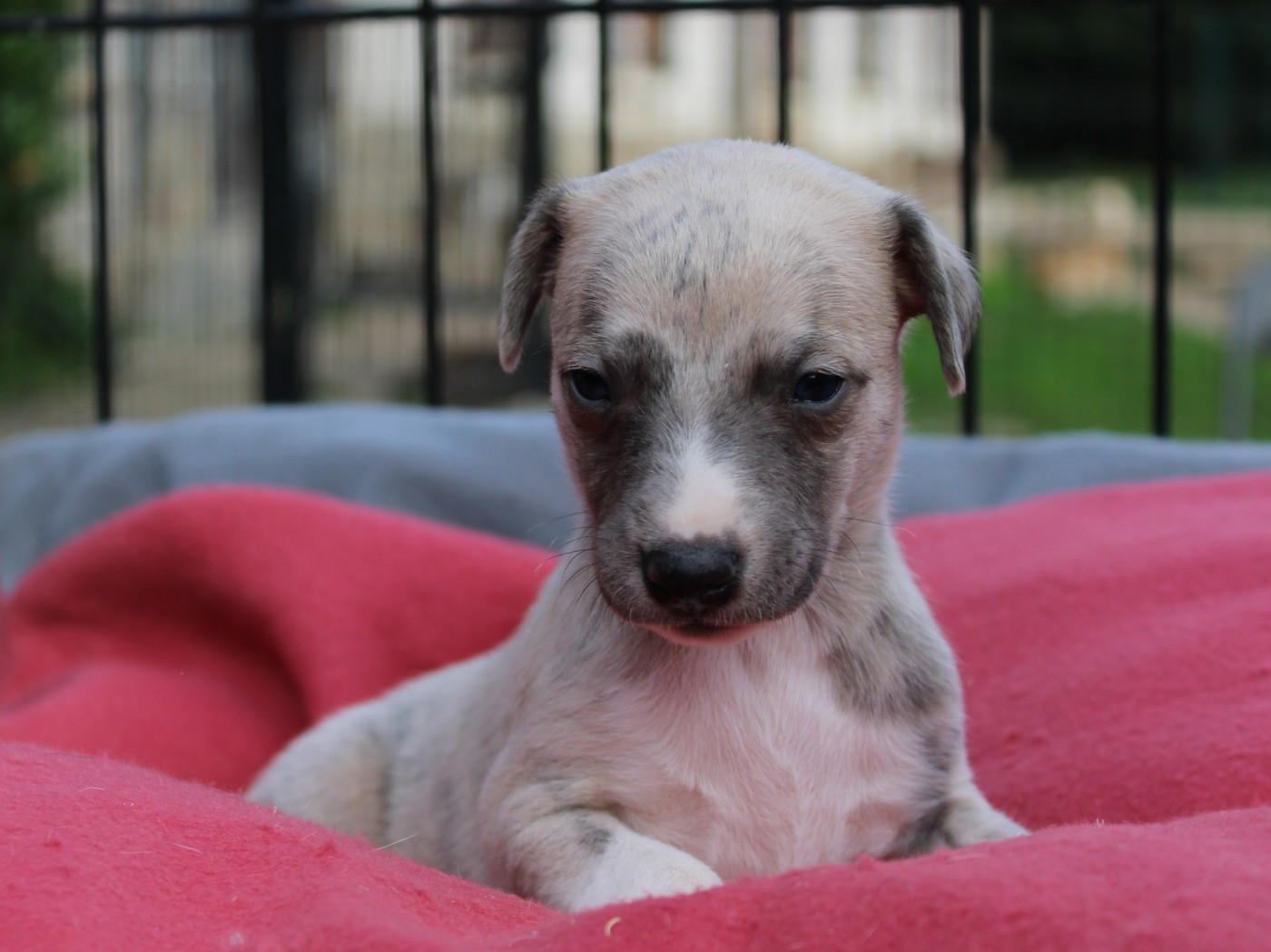 du clos d'Arlequin - Chiots disponibles - Whippet