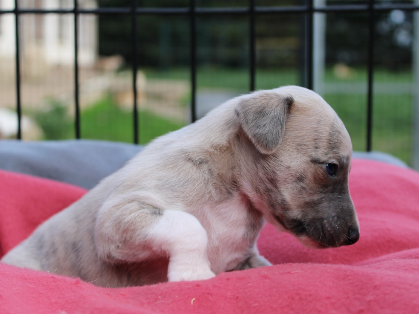 du clos d'Arlequin - Whippet - Portée née le 18/03/2026