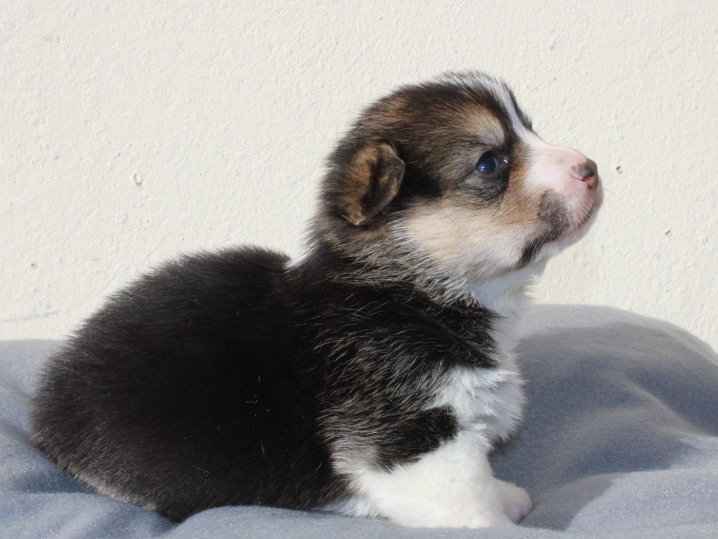 du clos d'Arlequin - Chiots disponibles - Welsh Corgi Pembroke