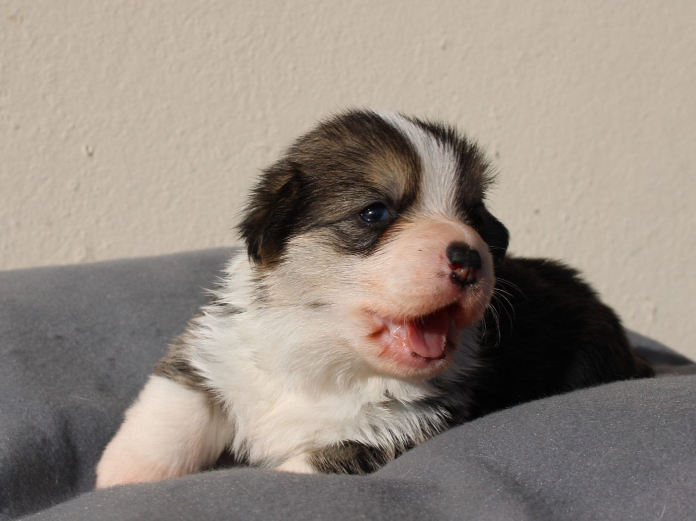 du clos d'Arlequin - Chiots disponibles - Welsh Corgi Pembroke