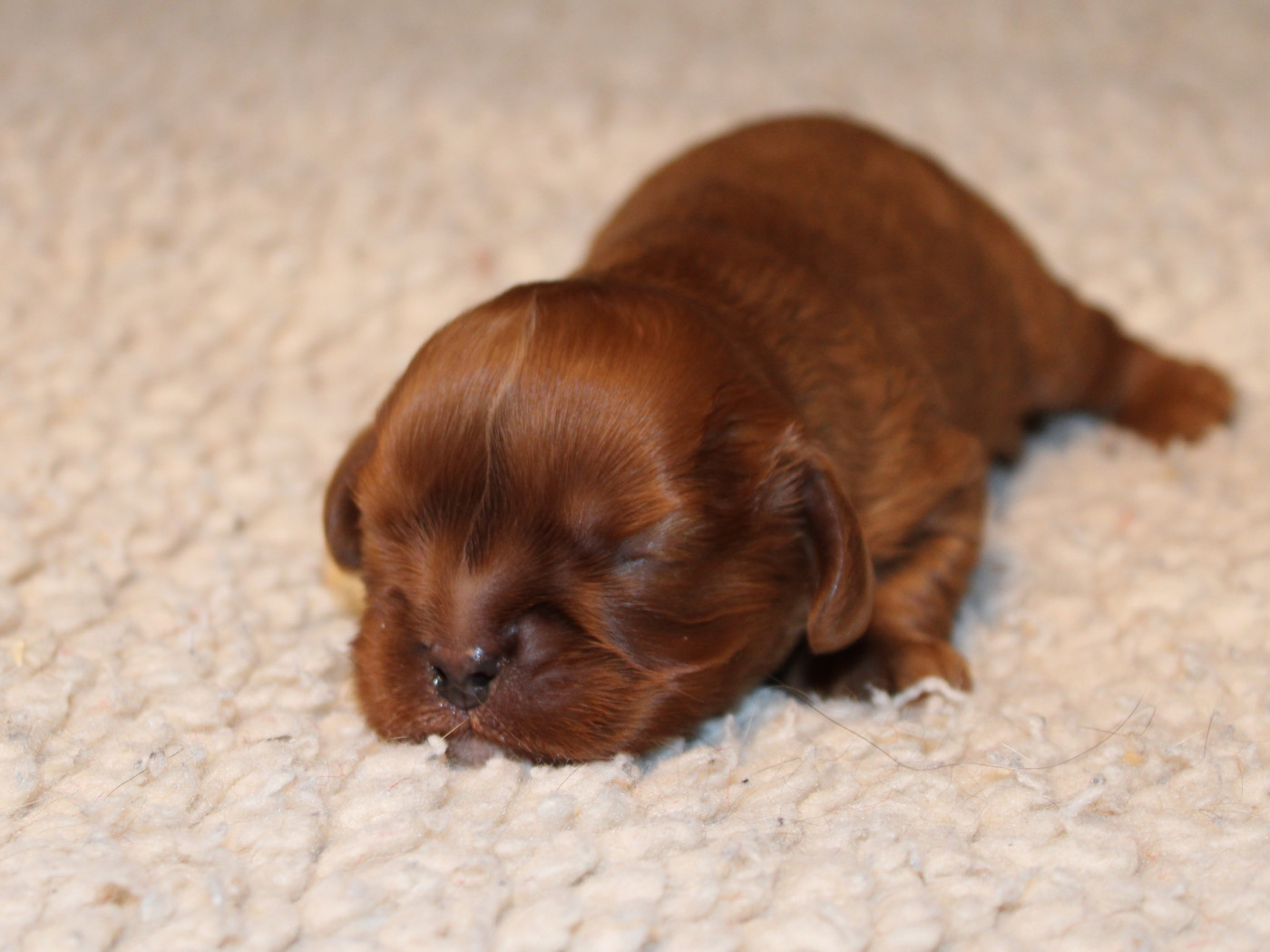 Chiot Cavalier King Charles Spaniel du clos d'Arlequin