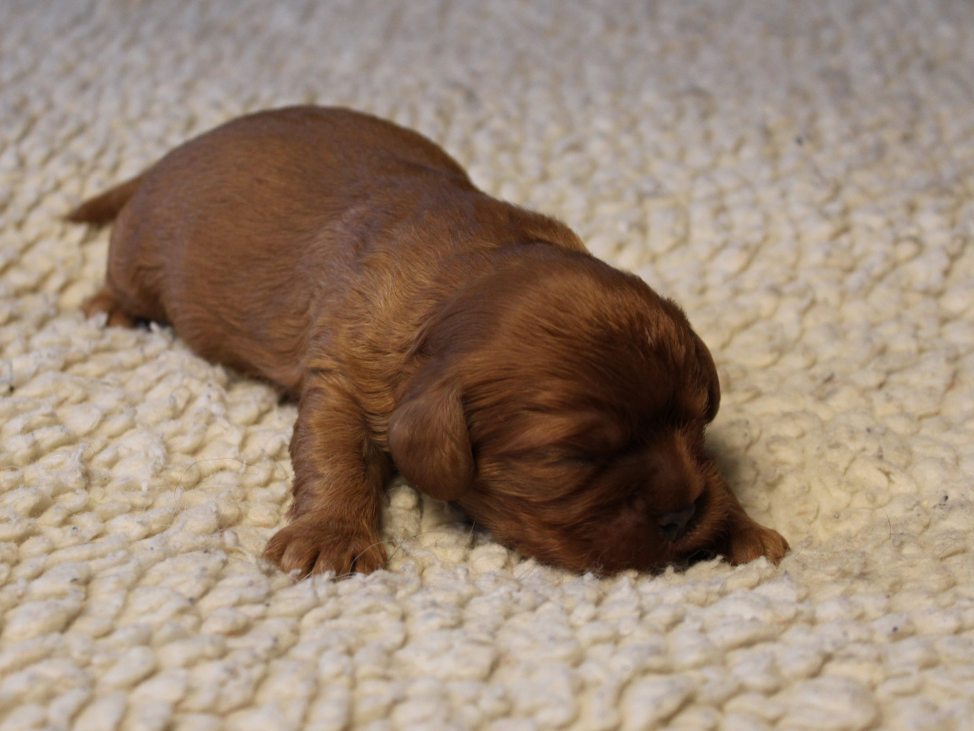 du clos d'Arlequin - Chiots disponibles - Cavalier King Charles Spaniel