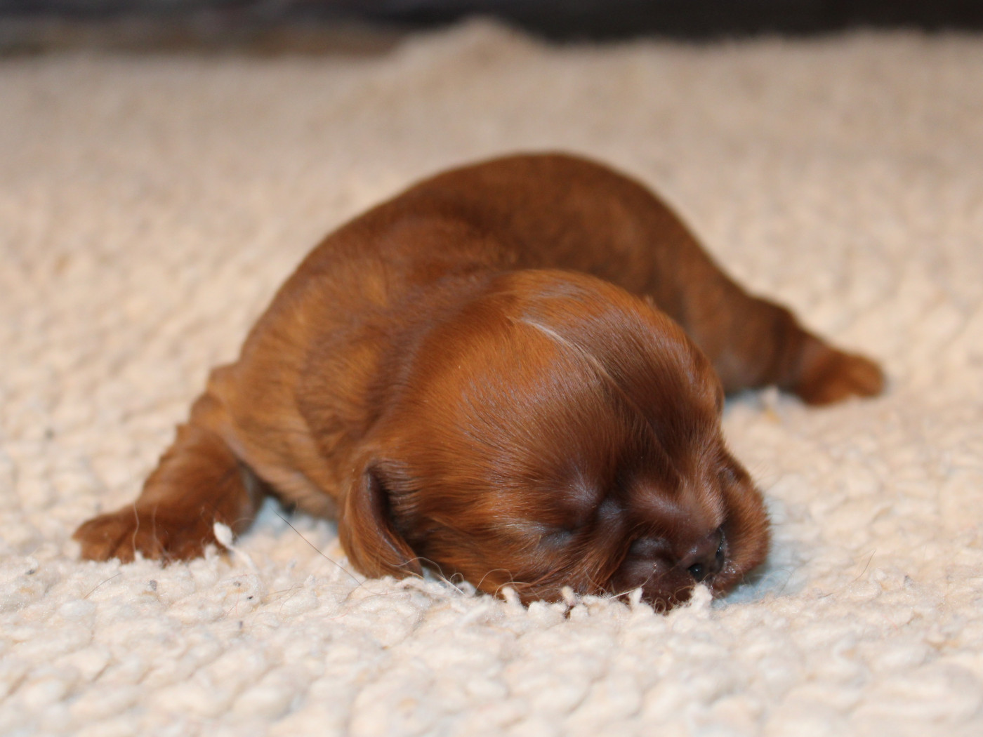 du clos d'Arlequin - Chiots disponibles - Cavalier King Charles Spaniel