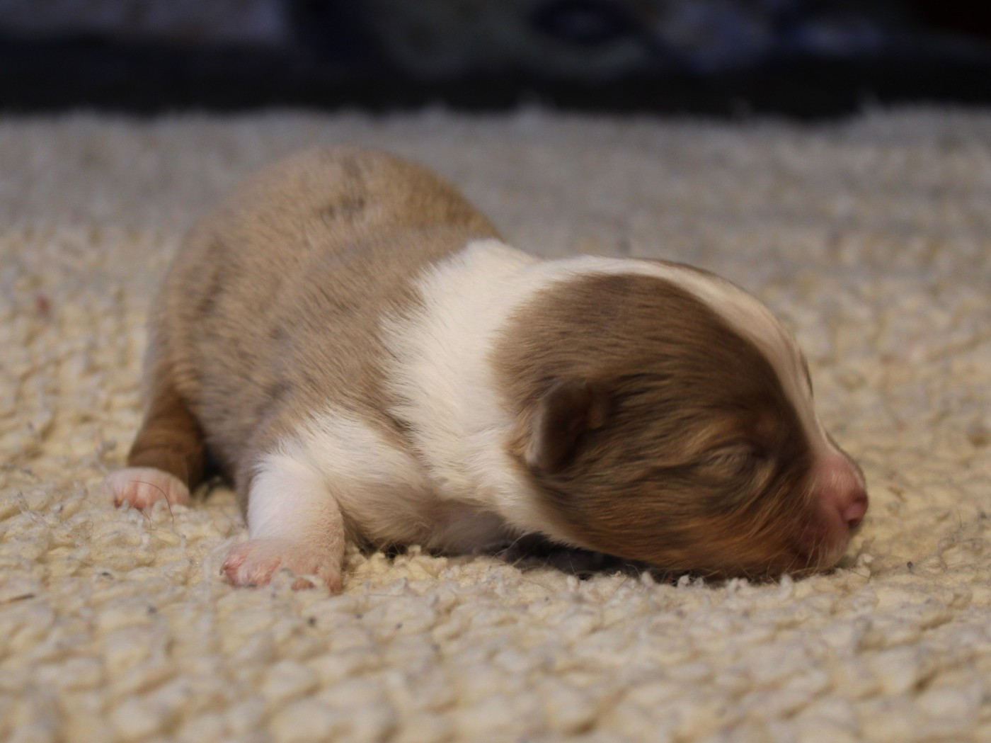 du clos d'Arlequin - Chiots disponibles - Berger Américain Miniature 