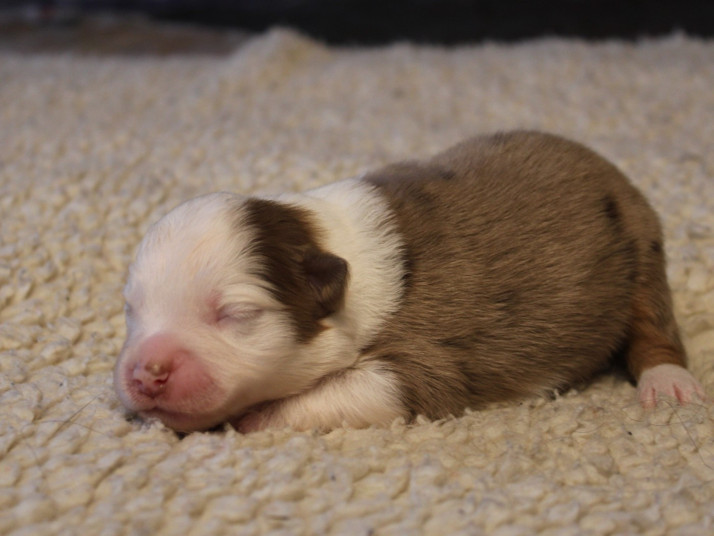 du clos d'Arlequin - Chiots disponibles - Berger Américain Miniature 