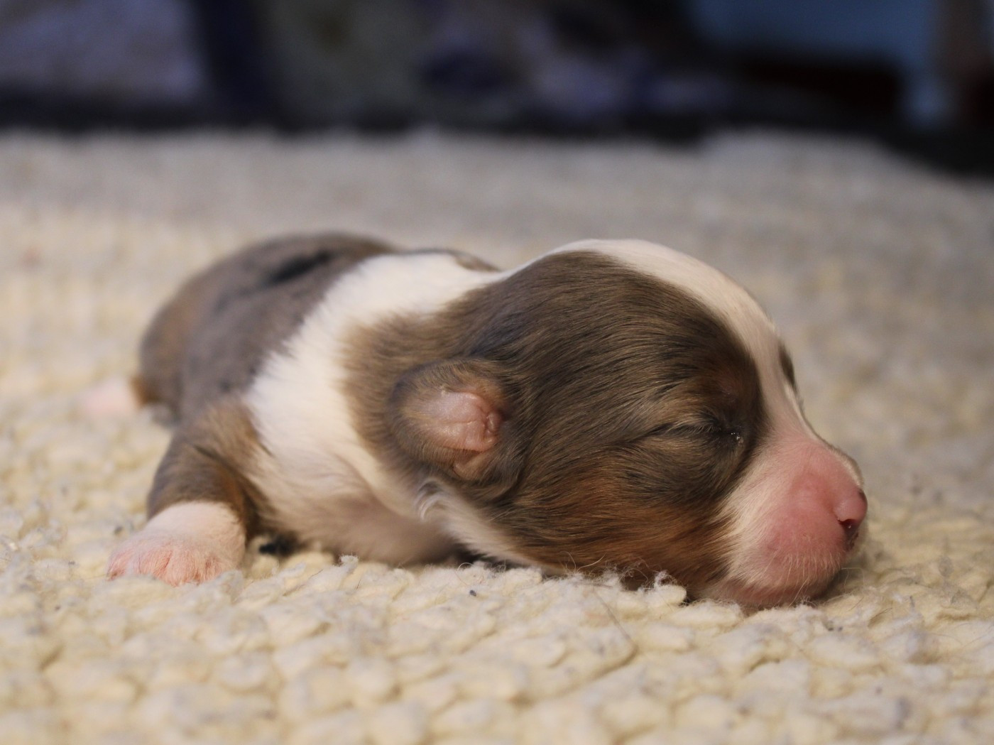 du clos d'Arlequin - Chiots disponibles - Berger Américain Miniature 