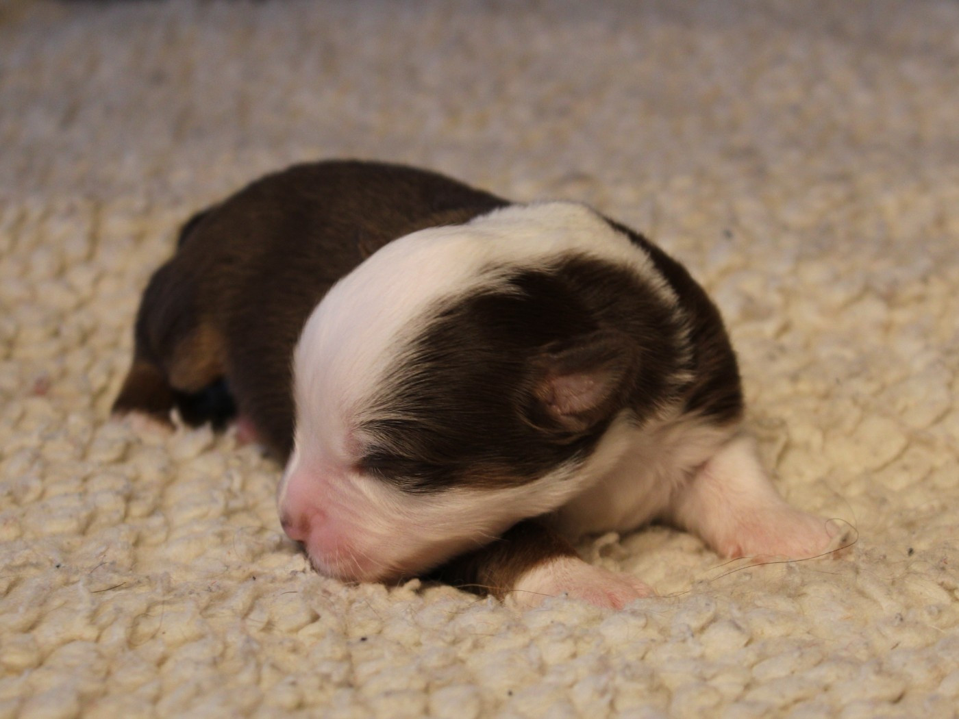 du clos d'Arlequin - Chiots disponibles - Berger Américain Miniature 