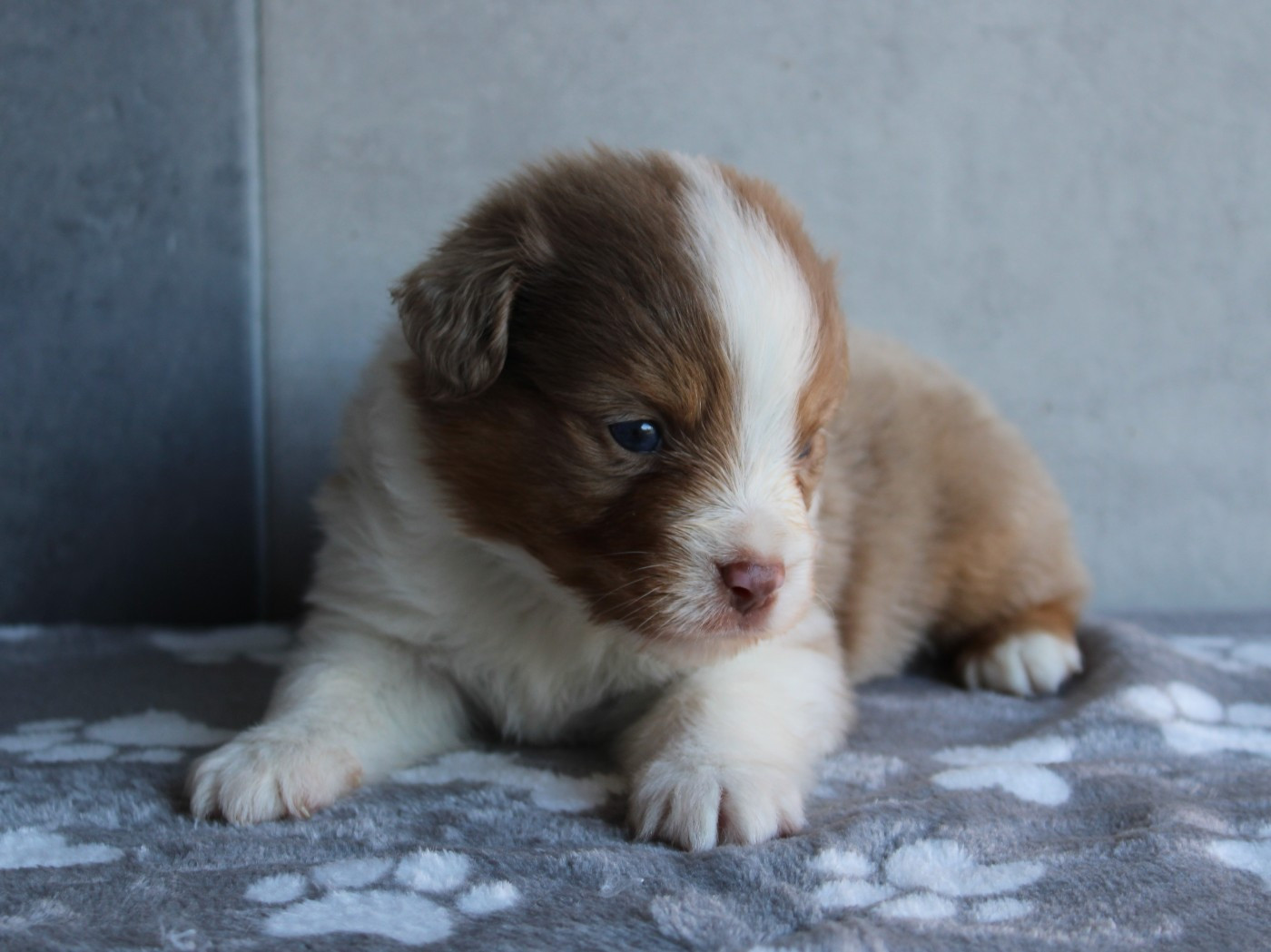 du clos d'Arlequin - Chiots disponibles - Berger Américain Miniature 