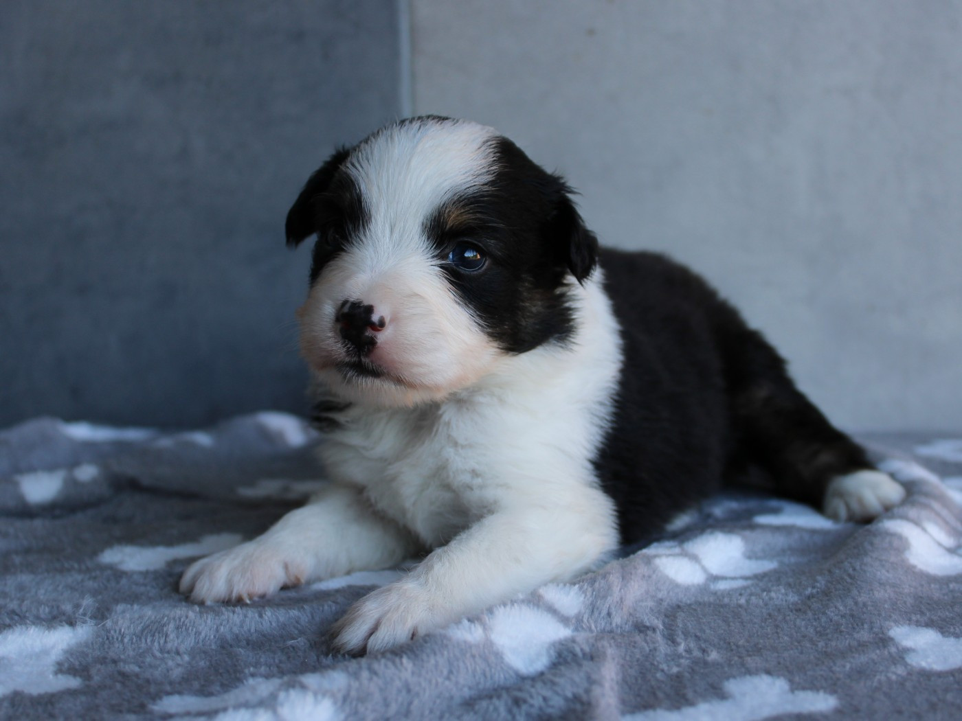 du clos d'Arlequin - Chiots disponibles - Berger Américain Miniature 