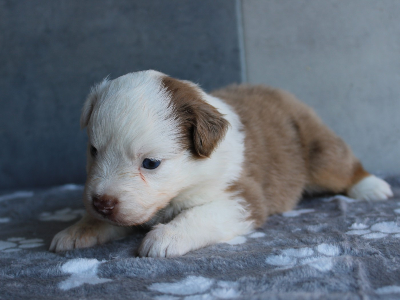 du clos d'Arlequin - Chiots disponibles - Berger Américain Miniature 