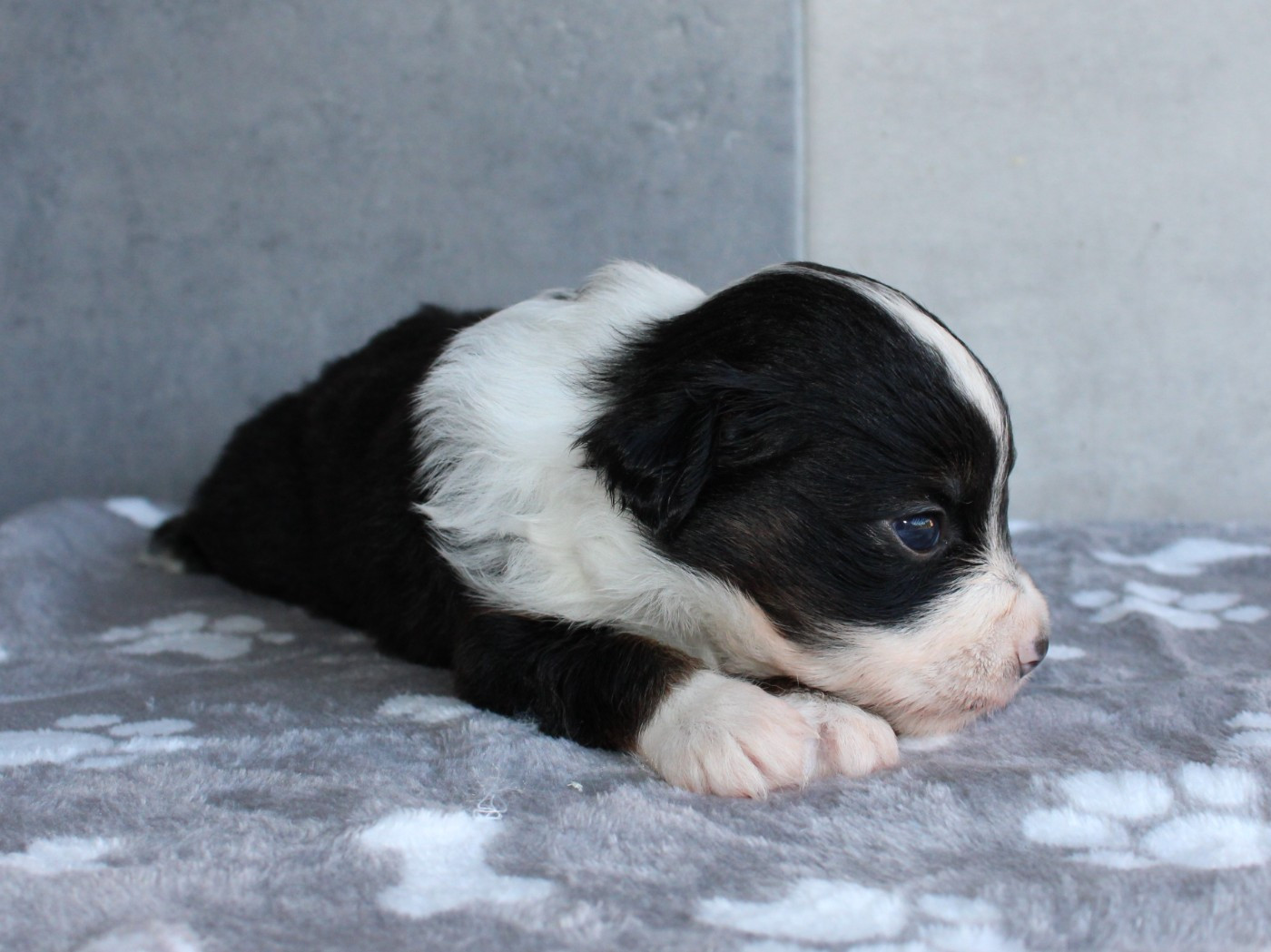 du clos d'Arlequin - Chiots disponibles - Berger Américain Miniature 