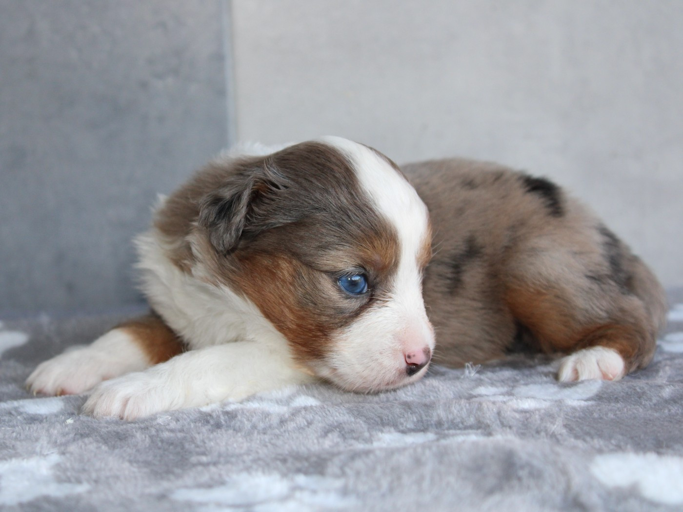 du clos d'Arlequin - Chiots disponibles - Berger Américain Miniature 