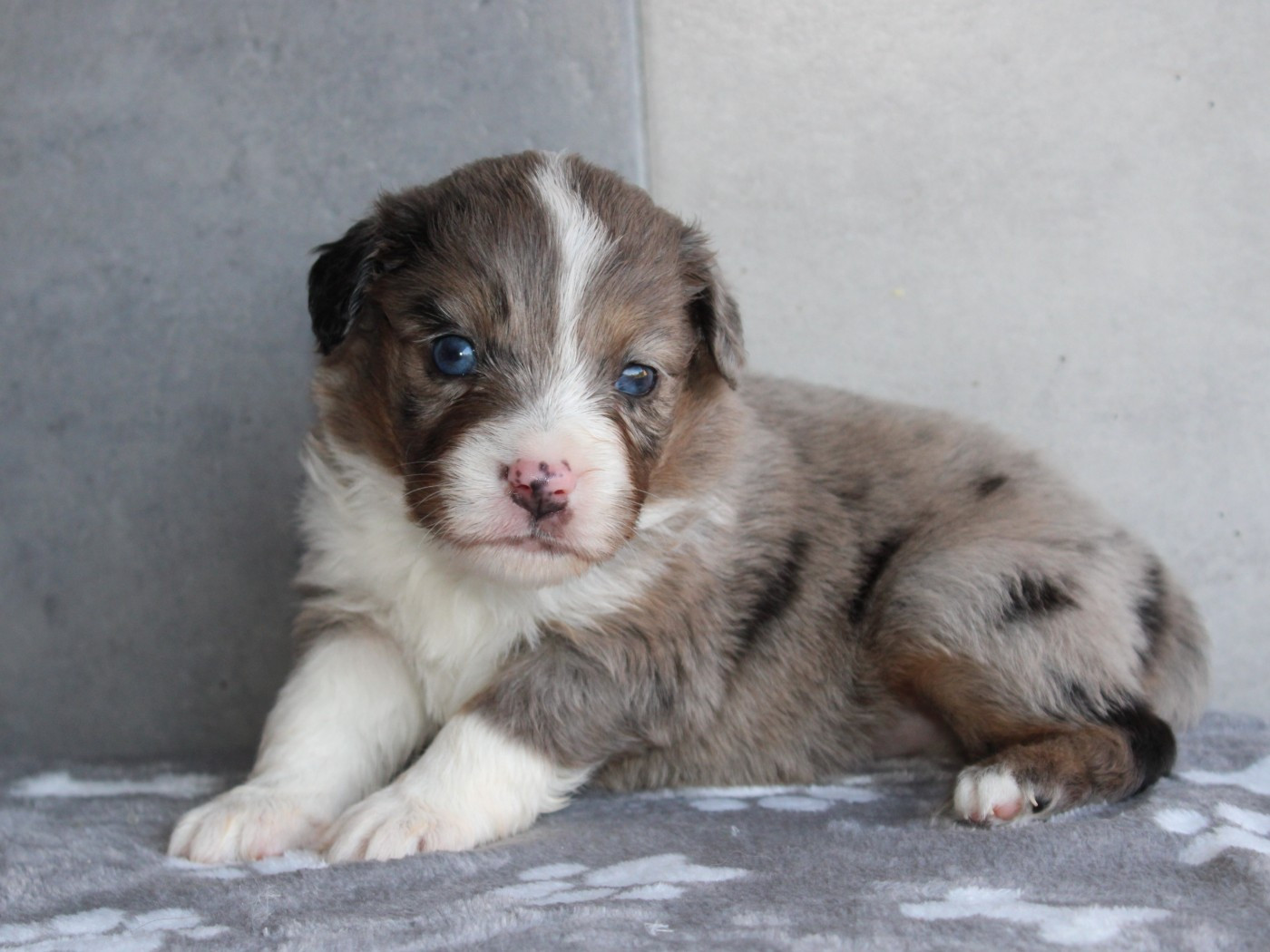 du clos d'Arlequin - Chiots disponibles - Berger Américain Miniature 