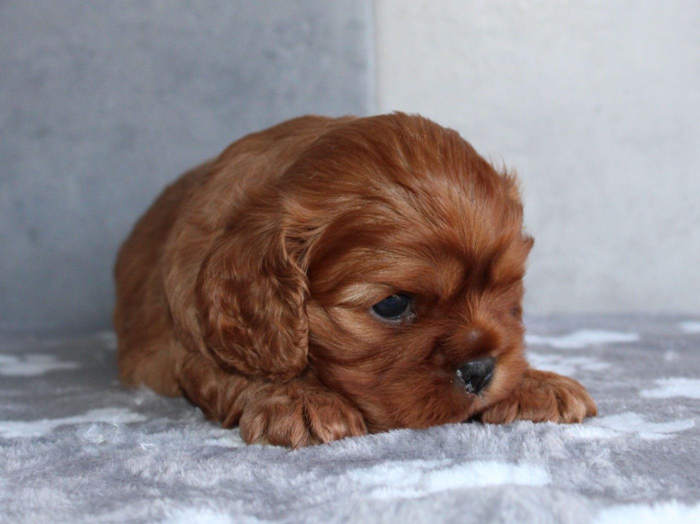 du clos d'Arlequin - Chiots disponibles - Cavalier King Charles Spaniel