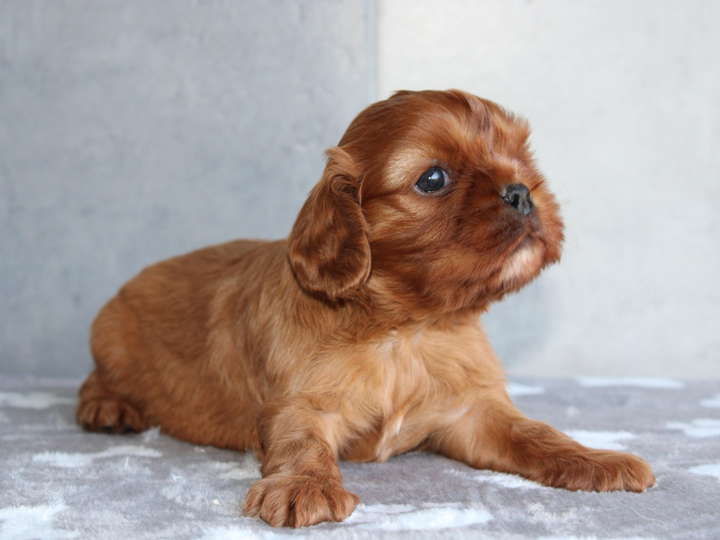 du clos d'Arlequin - Chiots disponibles - Cavalier King Charles Spaniel
