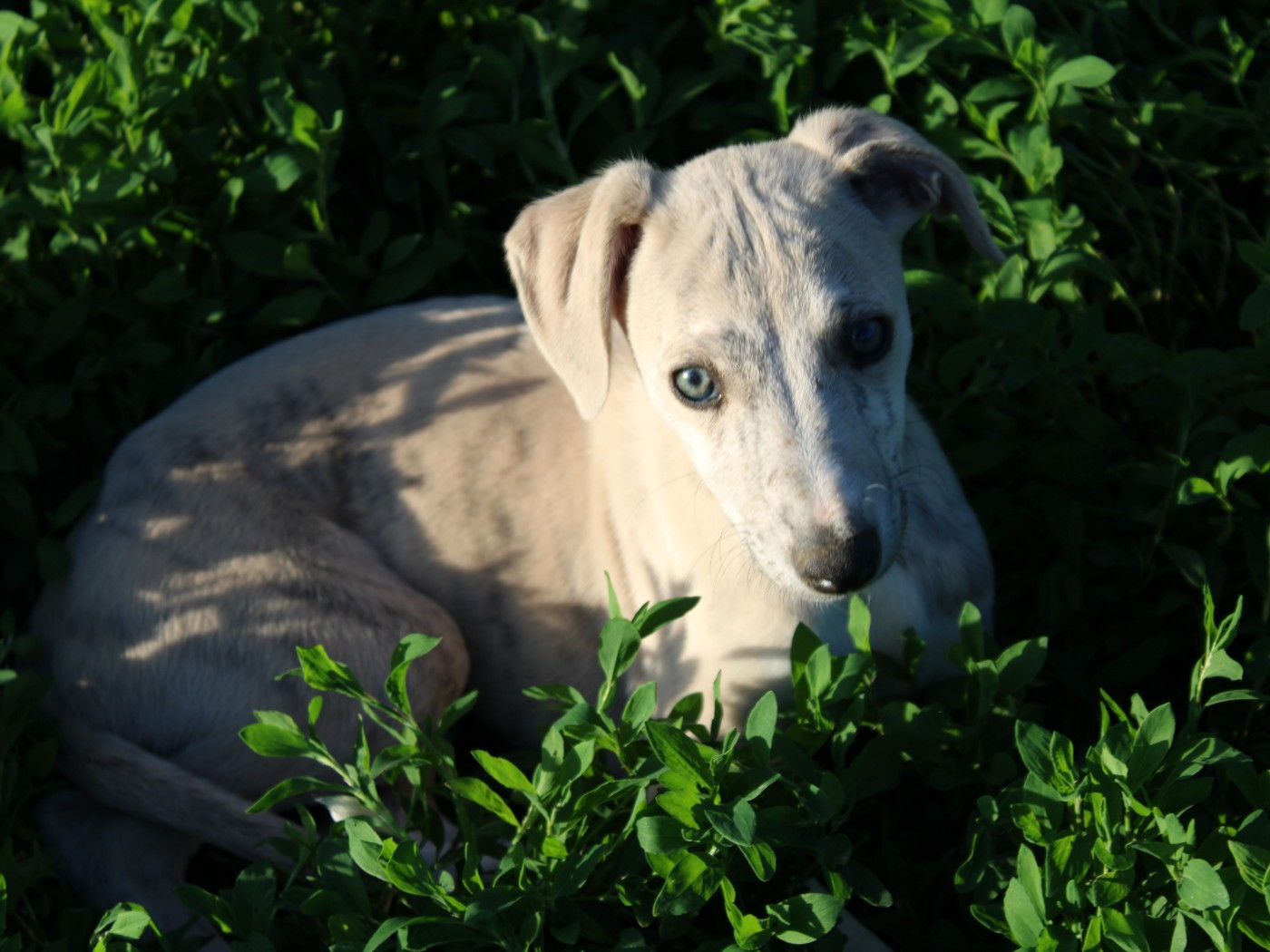 du clos d'Arlequin - Chiots disponibles - Whippet