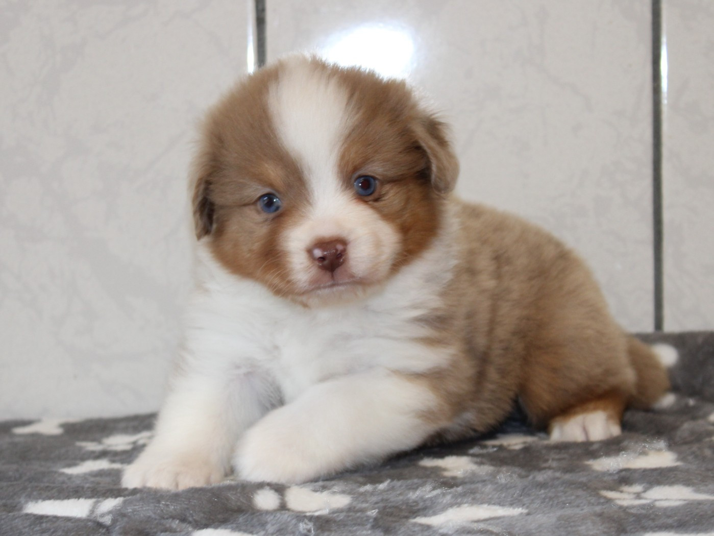 du clos d'Arlequin - Chiots disponibles - Berger Américain Miniature 