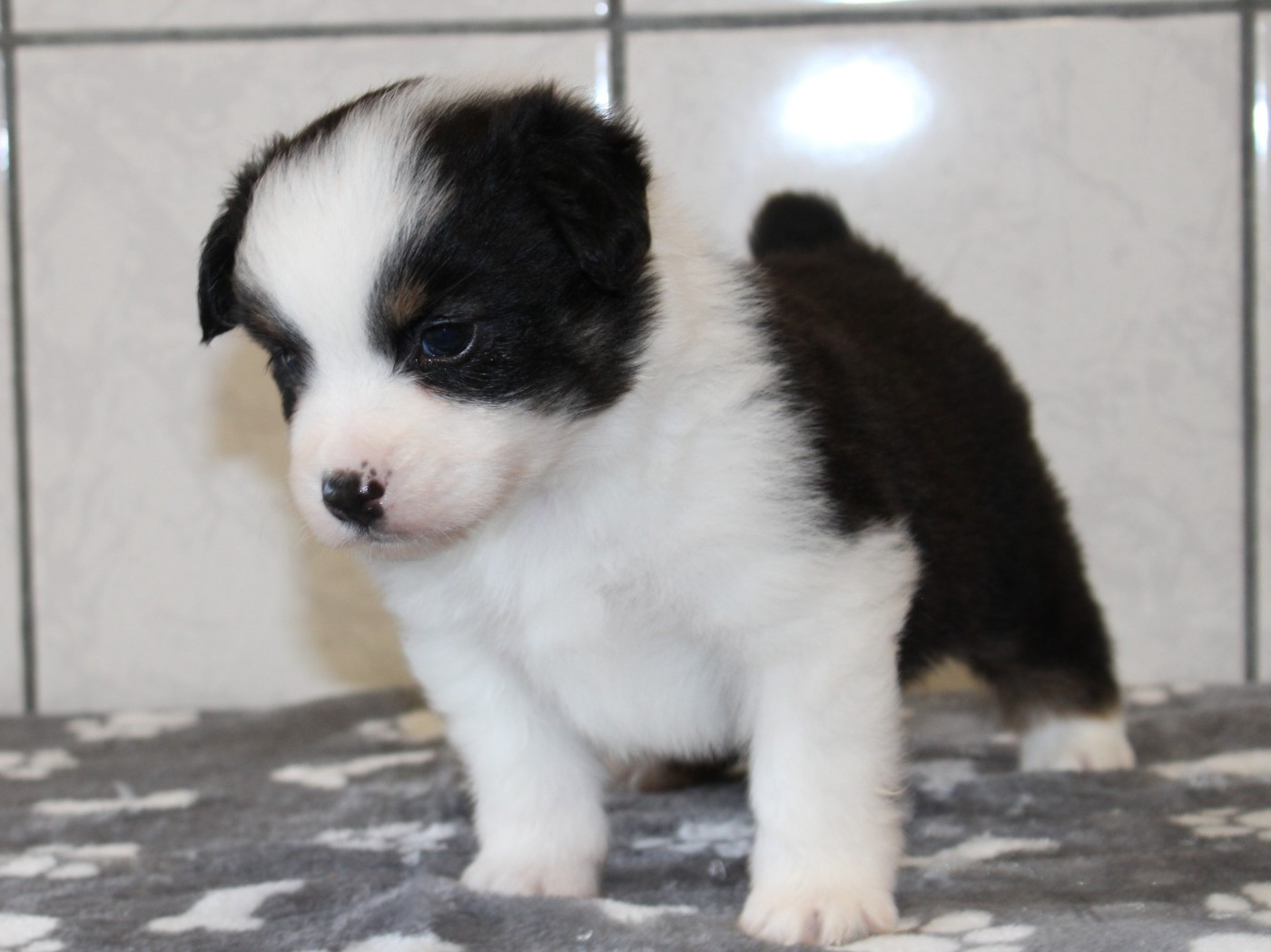 du clos d'Arlequin - Chiots disponibles - Berger Américain Miniature 