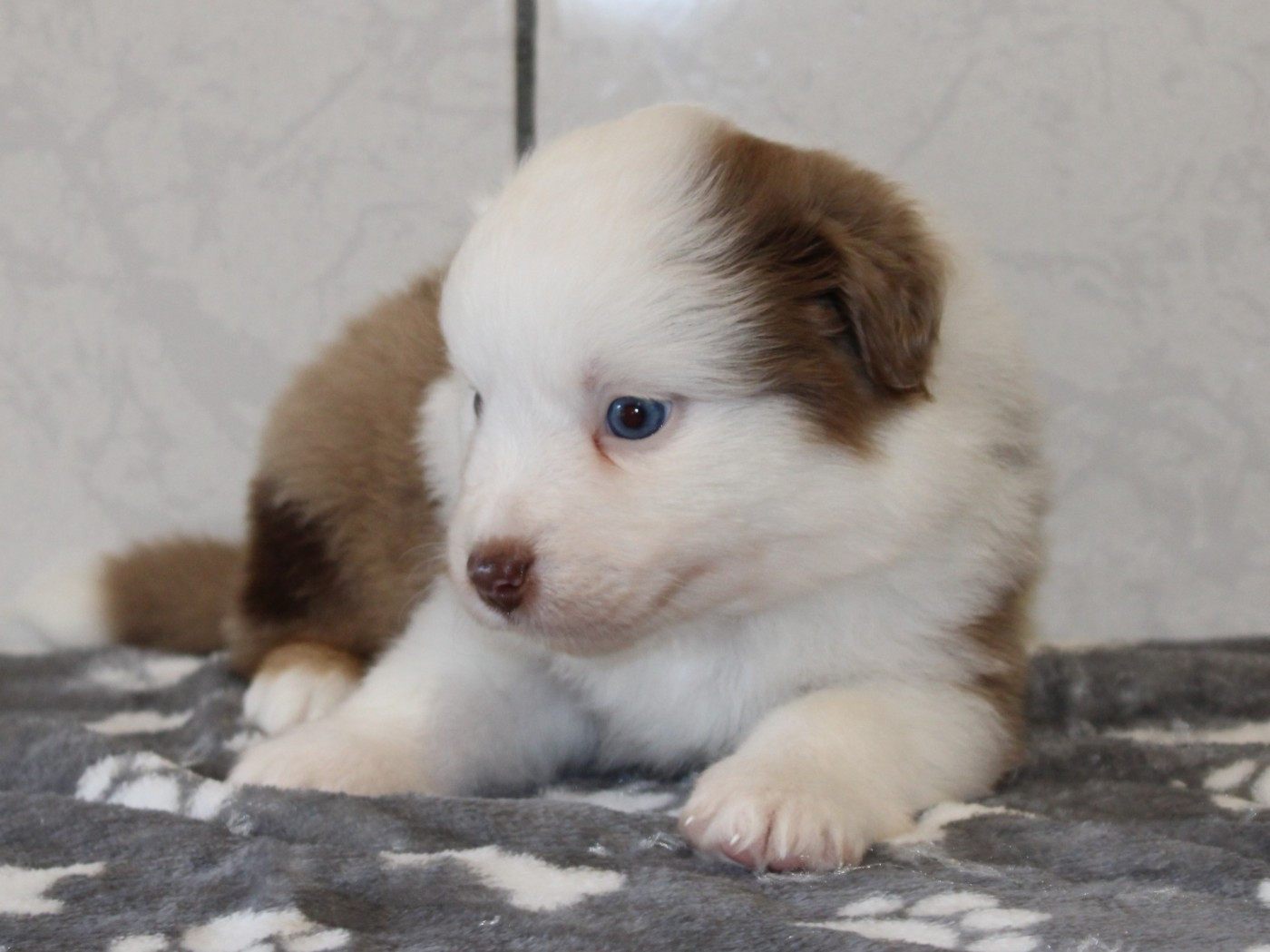 du clos d'Arlequin - Chiots disponibles - Berger Américain Miniature 