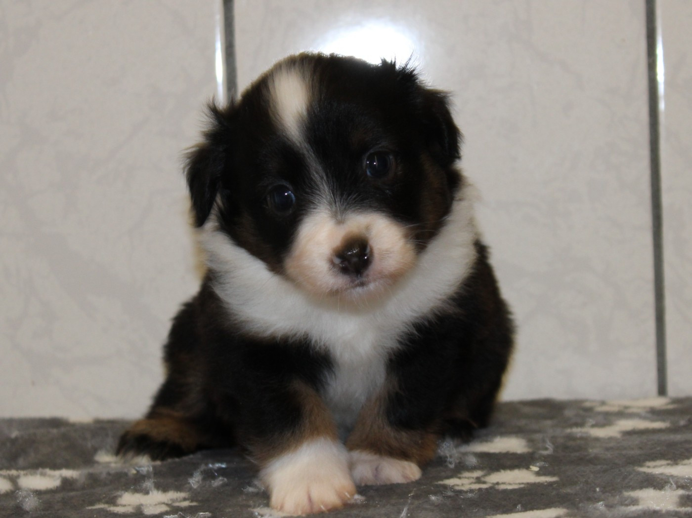 du clos d'Arlequin - Chiots disponibles - Berger Américain Miniature 