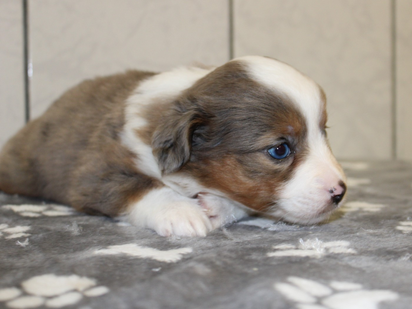 du clos d'Arlequin - Chiots disponibles - Berger Américain Miniature 