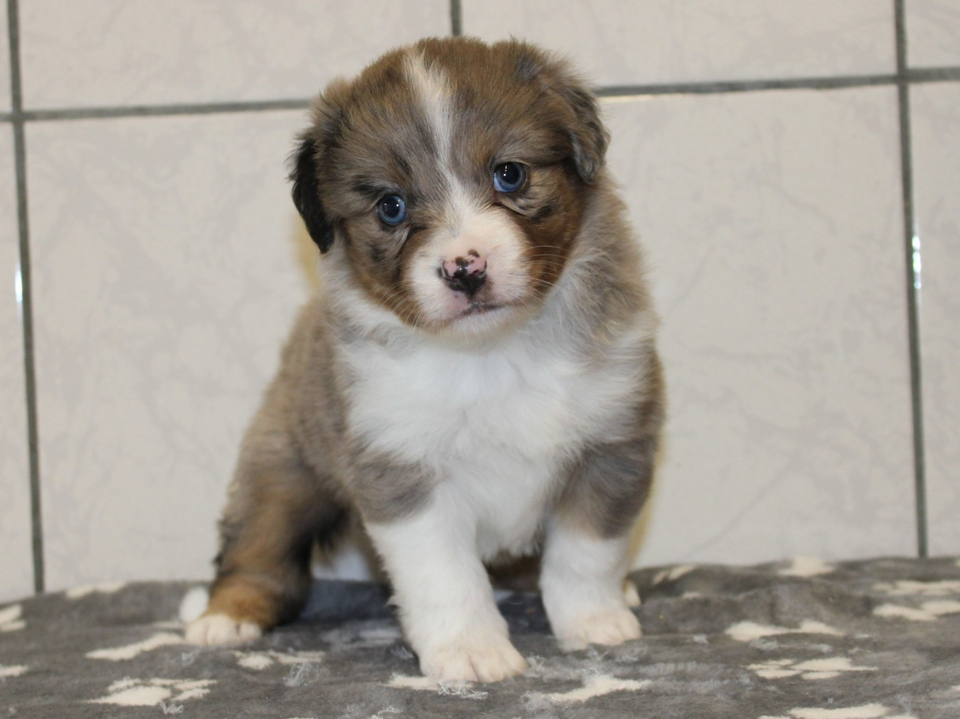 du clos d'Arlequin - Chiots disponibles - Berger Américain Miniature 