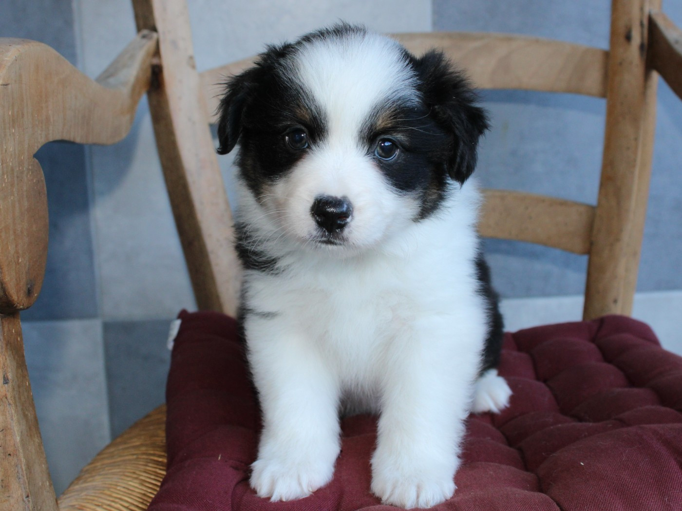 du clos d'Arlequin - Chiots disponibles - Berger Américain Miniature 