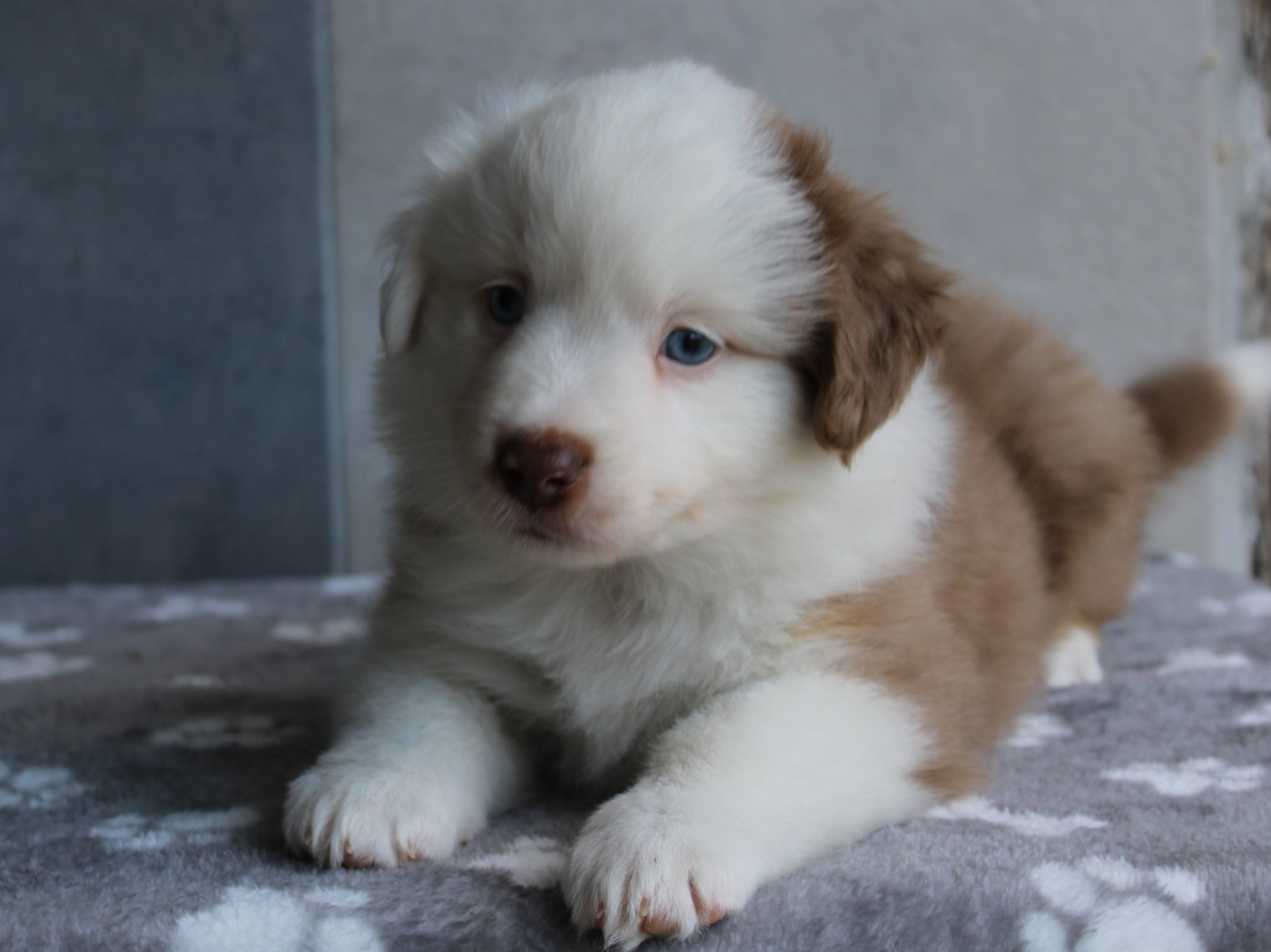 du clos d'Arlequin - Chiots disponibles - Berger Américain Miniature 