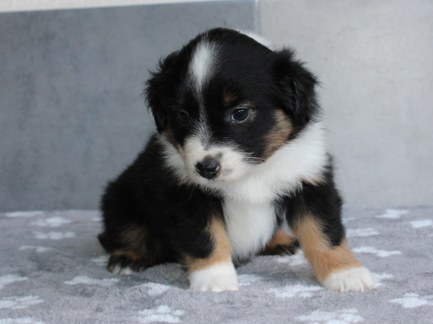 du clos d'Arlequin - Chiots disponibles - Berger Américain Miniature 