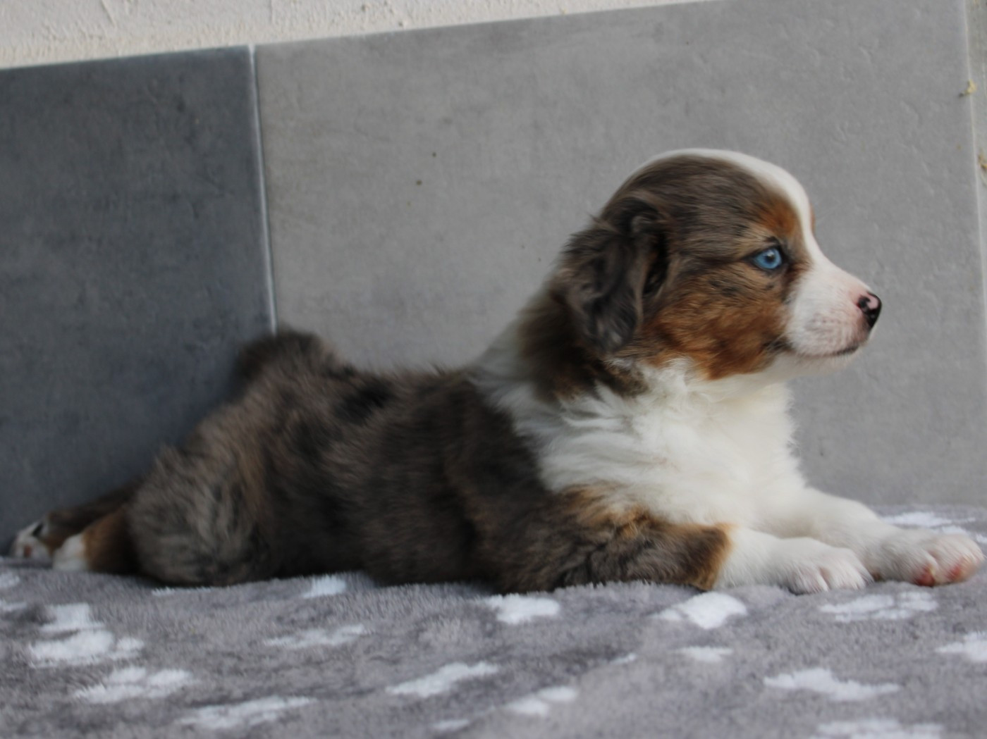du clos d'Arlequin - Chiots disponibles - Berger Américain Miniature 