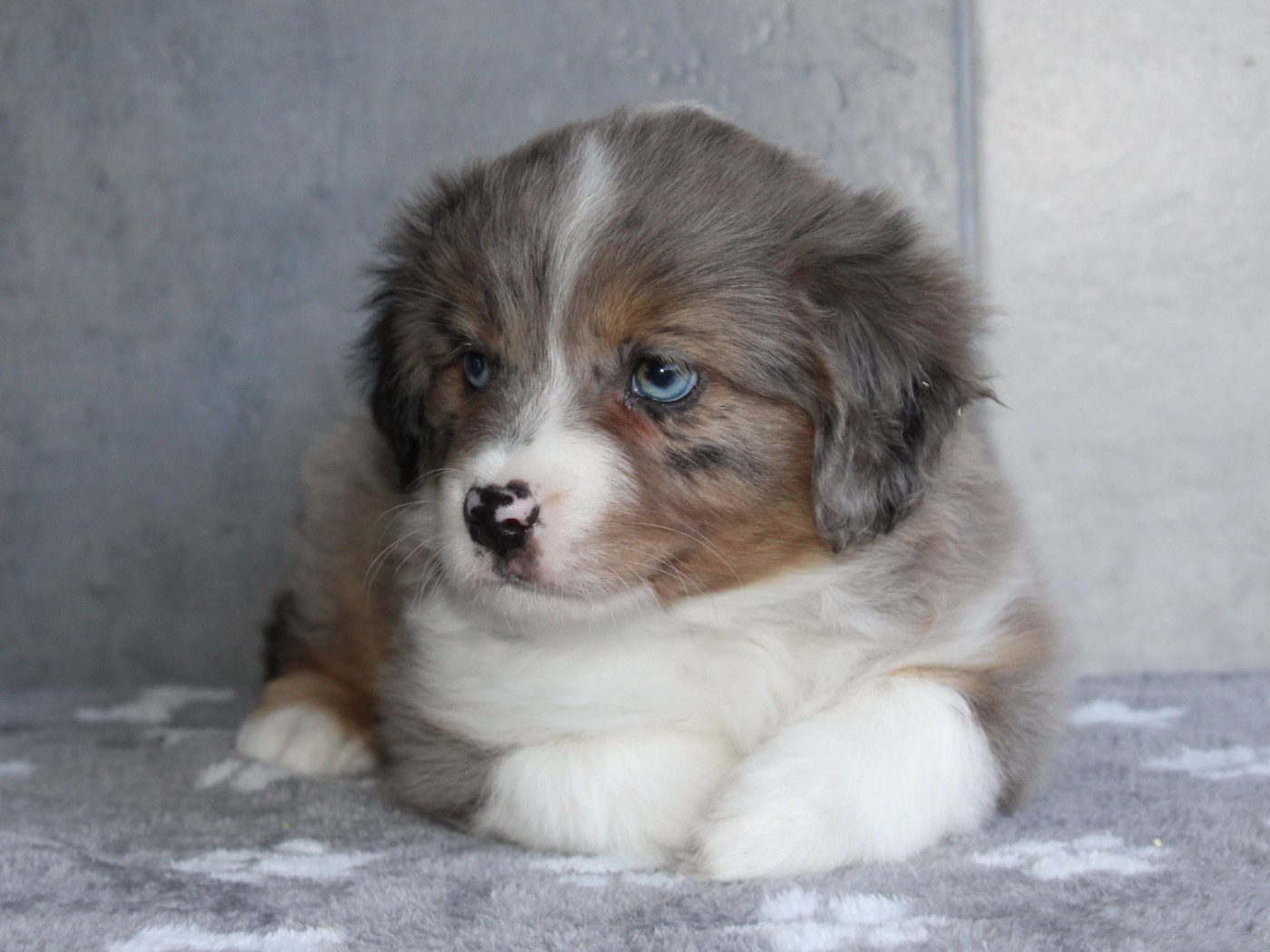 du clos d'Arlequin - Chiots disponibles - Berger Américain Miniature 