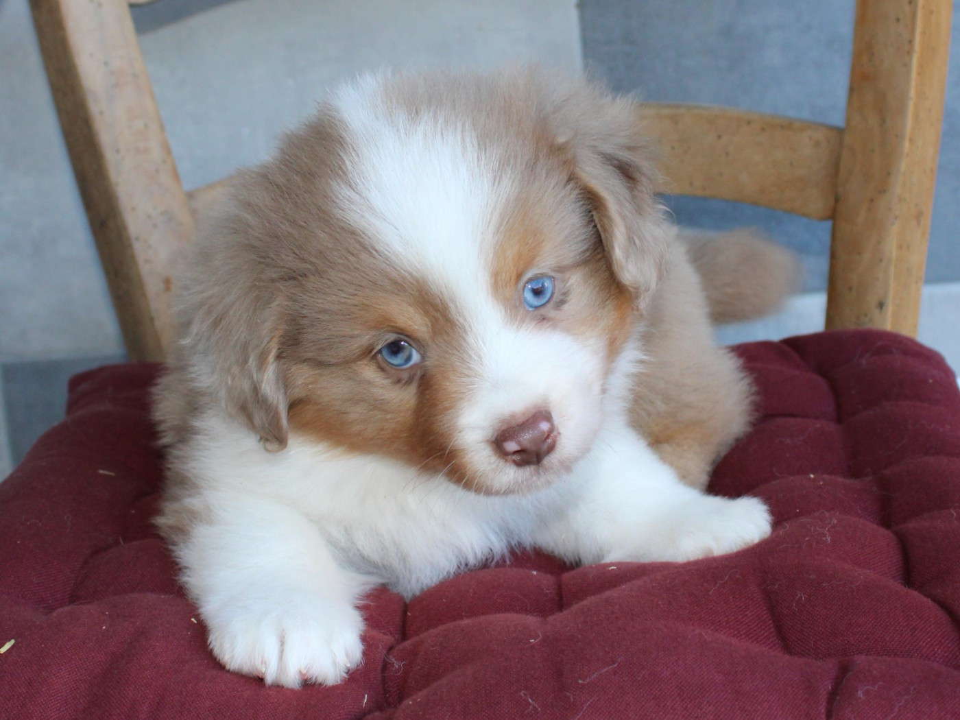 du clos d'Arlequin - Chiots disponibles - Berger Américain Miniature 
