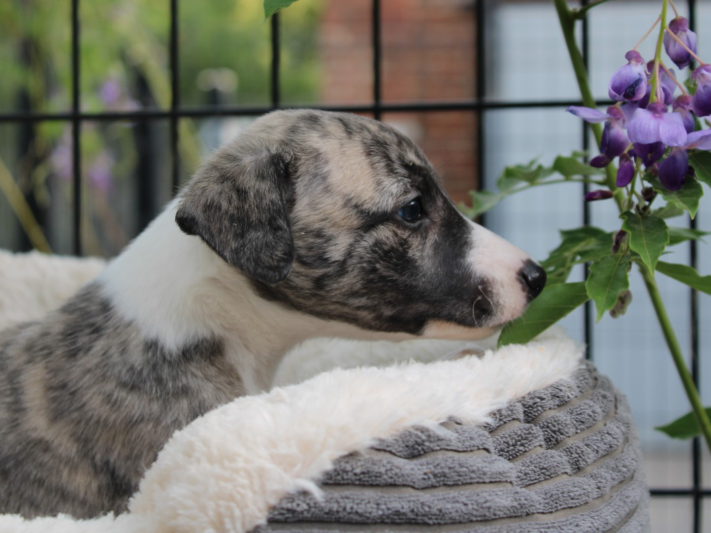 du clos d'Arlequin - Chiots disponibles - Whippet