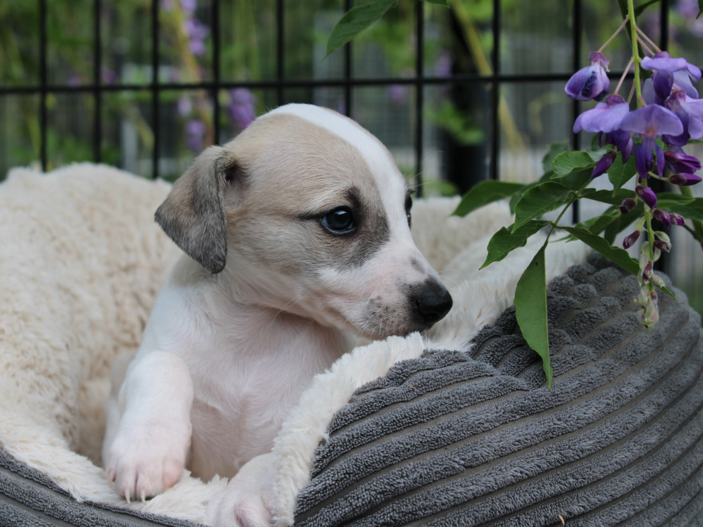 du clos d'Arlequin - Chiots disponibles - Whippet