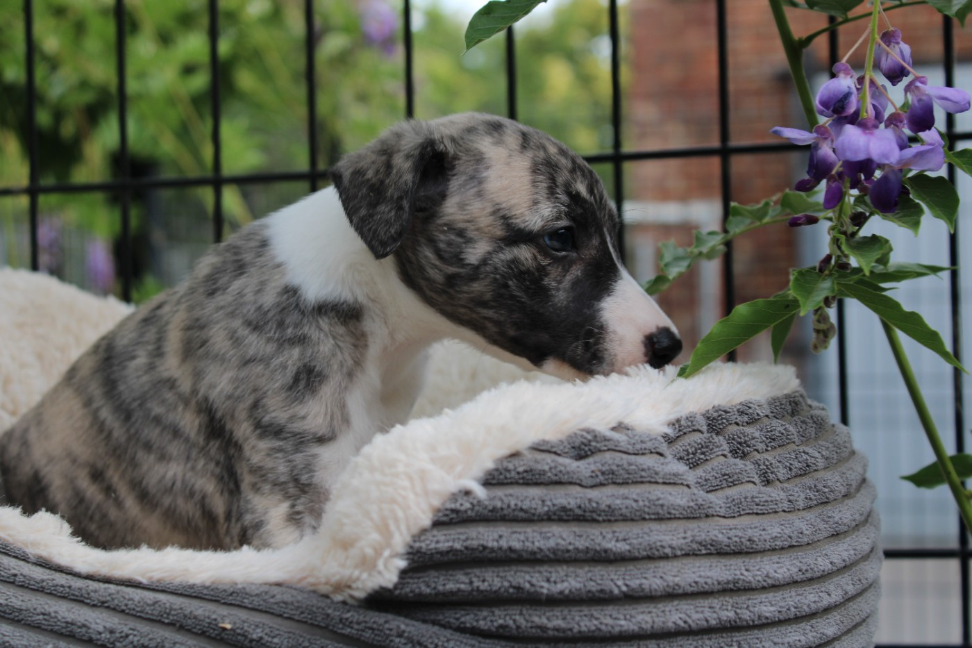 Chiot Whippet du clos d'Arlequin