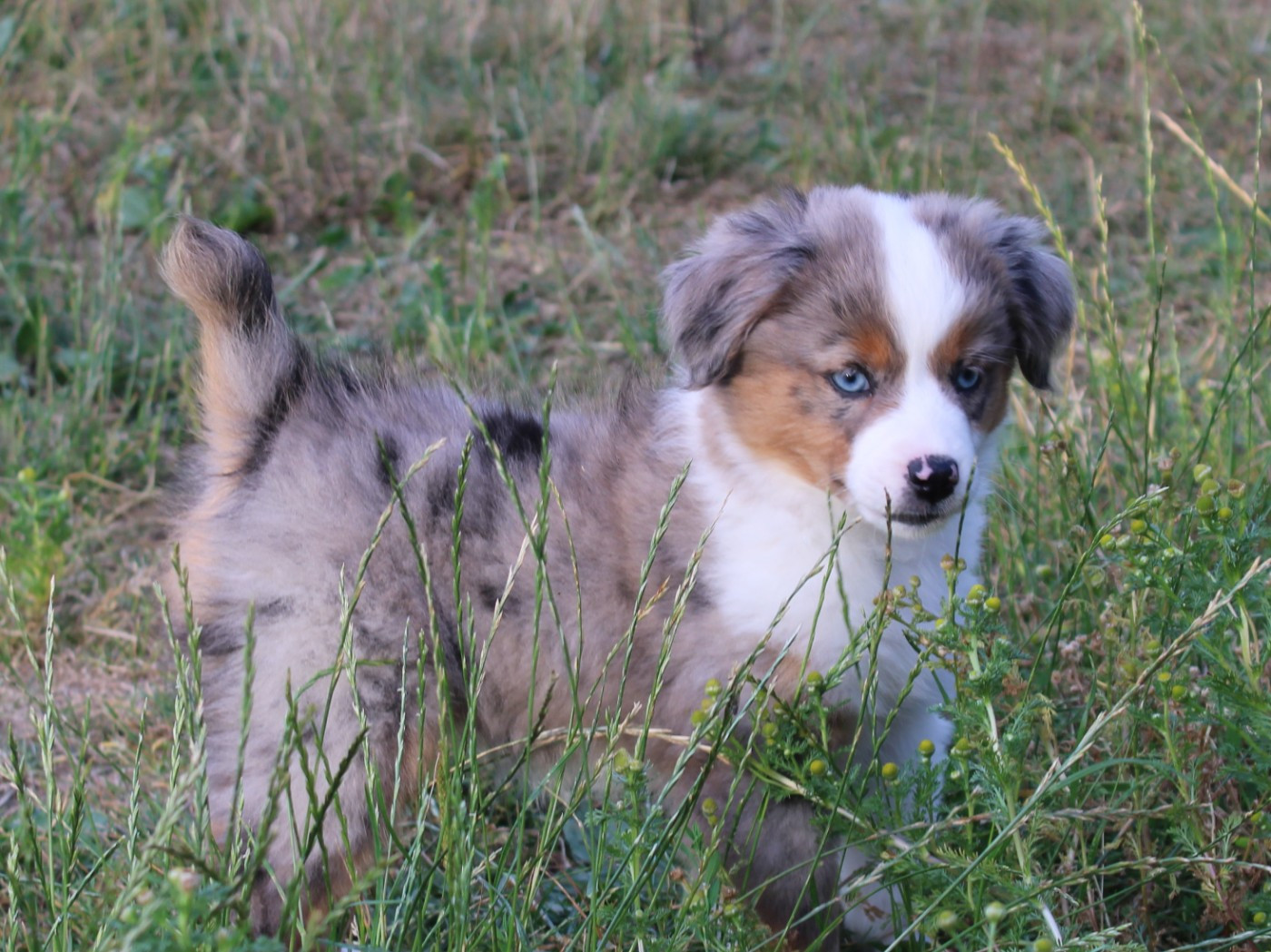 Chiot Berger Américain Miniature  du clos d'Arlequin
