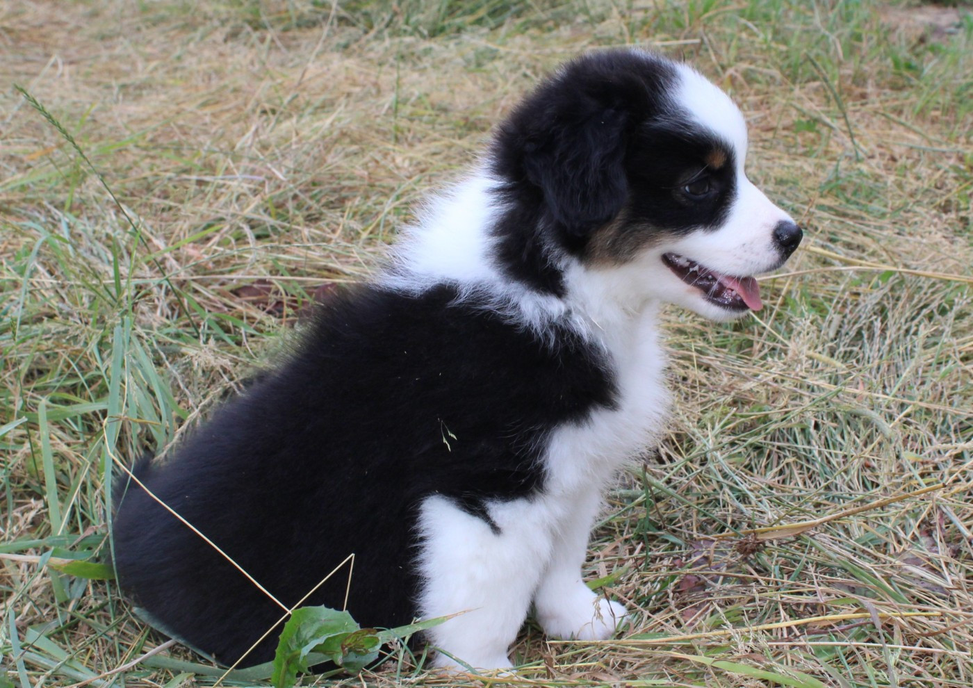 du clos d'Arlequin - Chiots disponibles - Berger Américain Miniature 