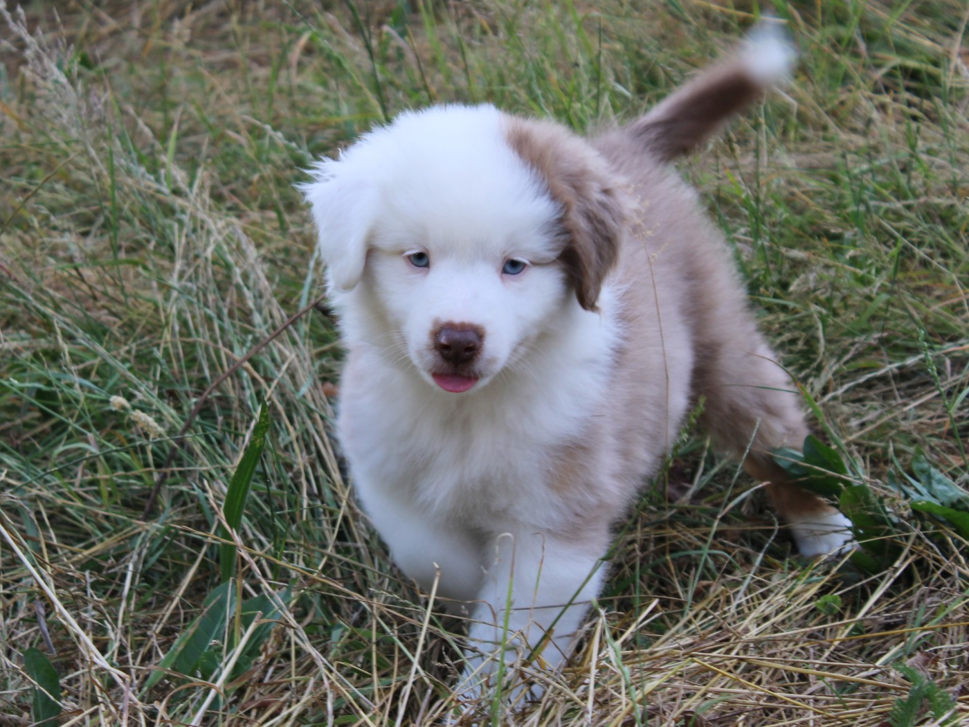 du clos d'Arlequin - Chiots disponibles - Berger Américain Miniature 