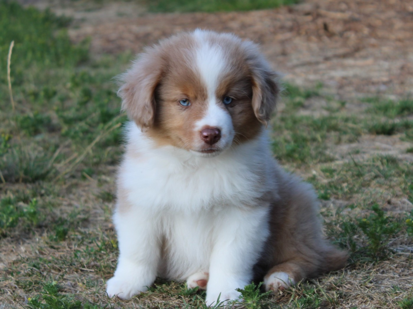 du clos d'Arlequin - Chiots disponibles - Berger Américain Miniature 