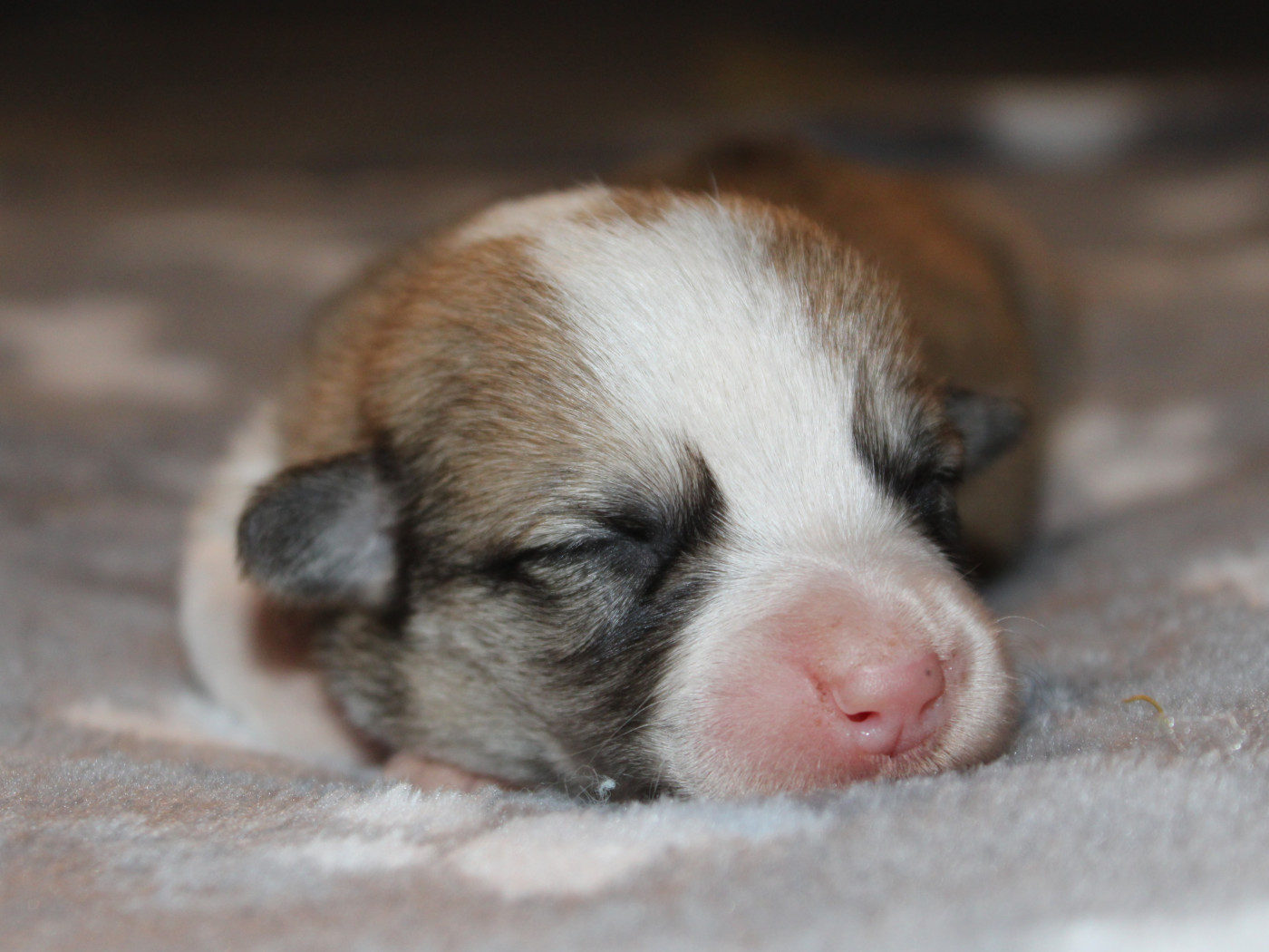 Chiot Welsh Corgi Pembroke du clos d'Arlequin