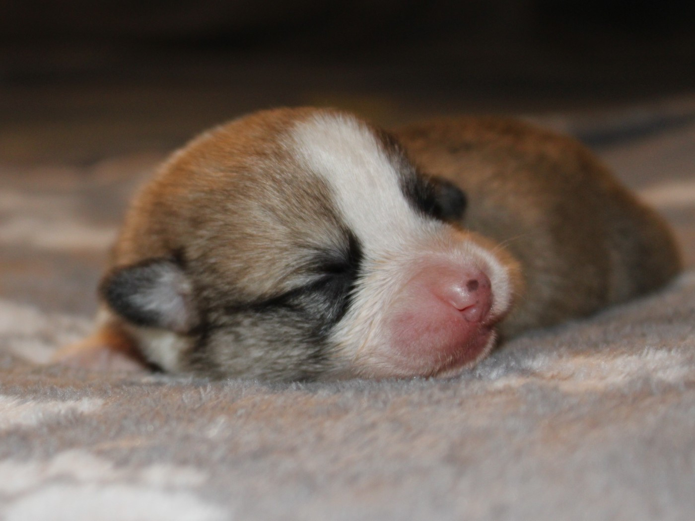 du clos d'Arlequin - Chiots disponibles - Welsh Corgi Pembroke