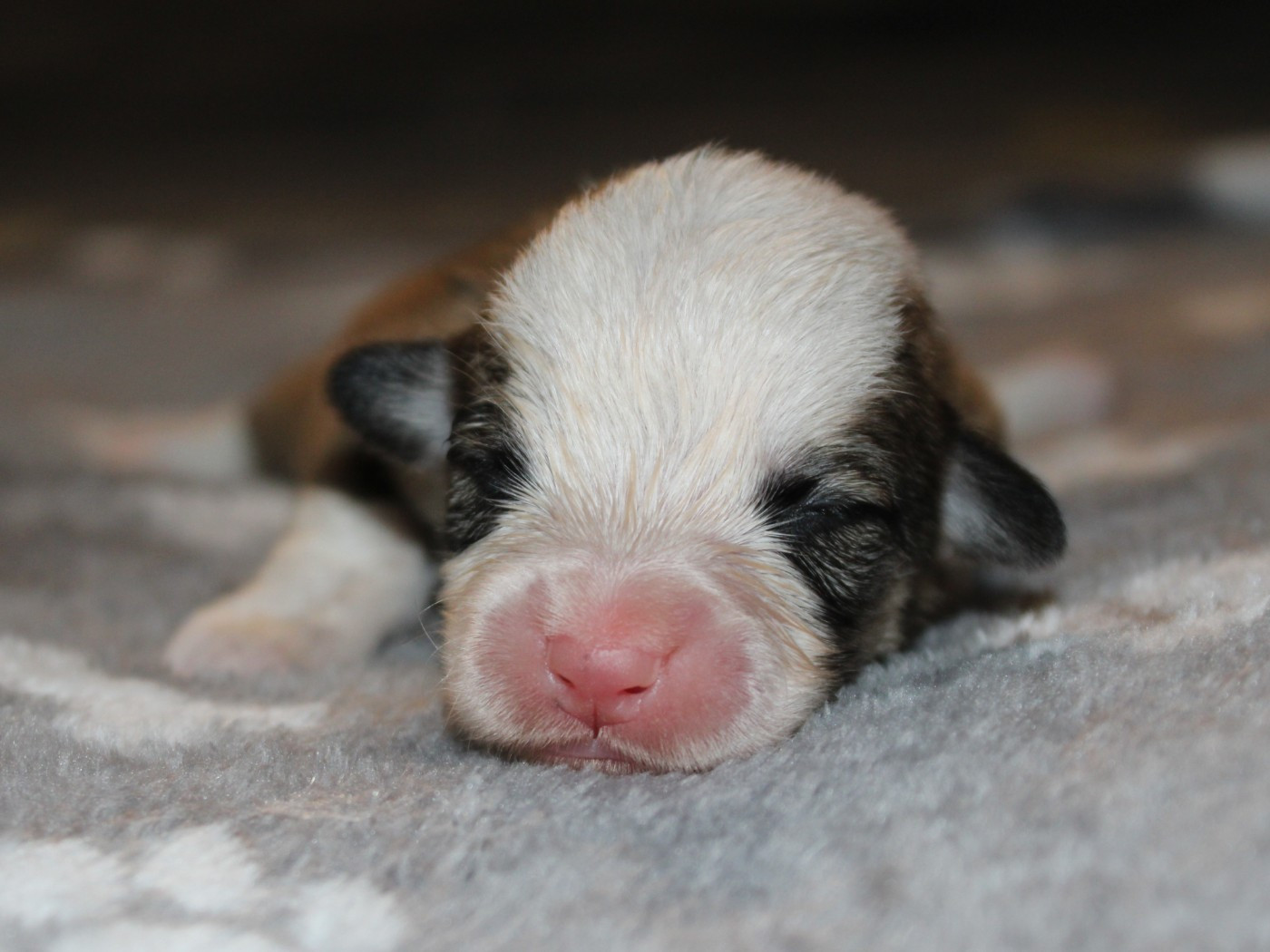 du clos d'Arlequin - Chiots disponibles - Welsh Corgi Pembroke