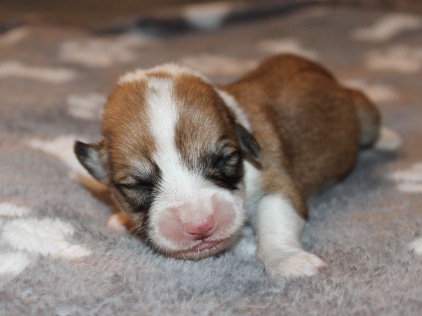du clos d'Arlequin - Chiots disponibles - Welsh Corgi Pembroke