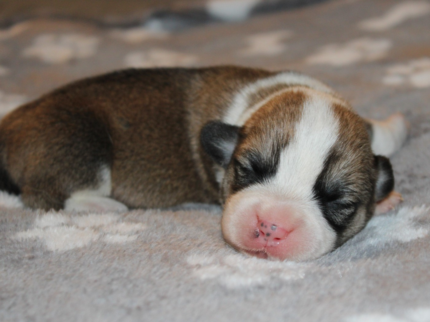 du clos d'Arlequin - Chiots disponibles - Welsh Corgi Pembroke
