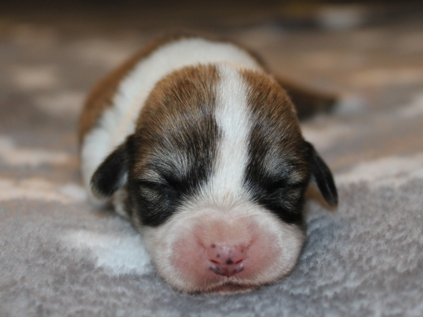 du clos d'Arlequin - Chiots disponibles - Welsh Corgi Pembroke