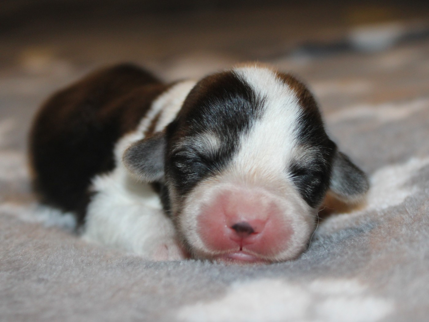 du clos d'Arlequin - Chiots disponibles - Welsh Corgi Pembroke