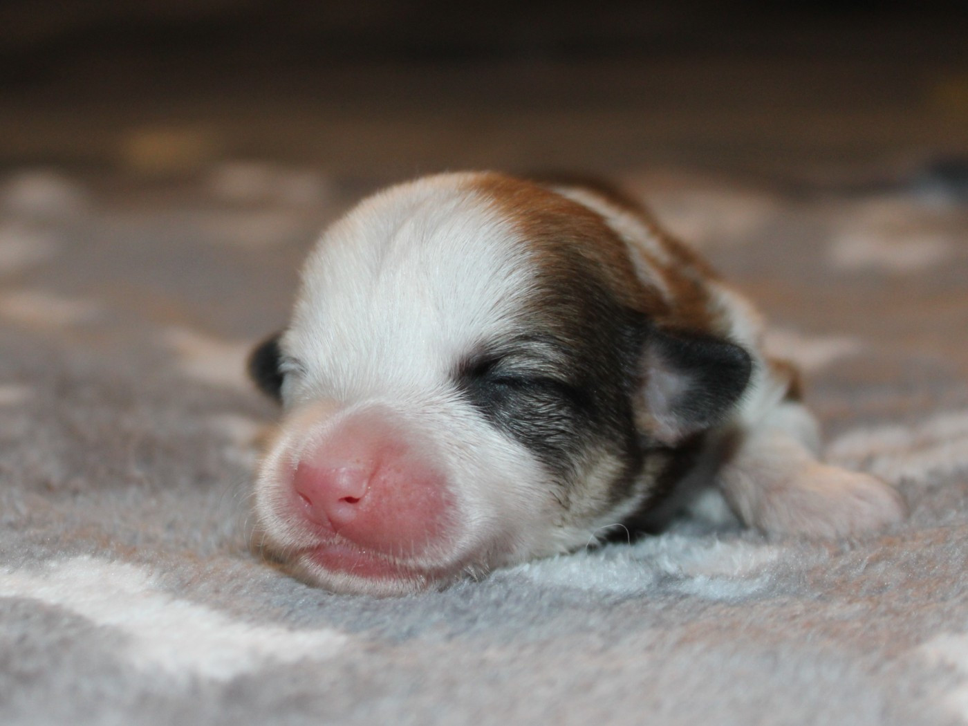 du clos d'Arlequin - Chiots disponibles - Welsh Corgi Pembroke